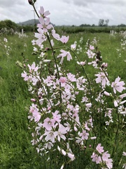 Sidalcea campestris