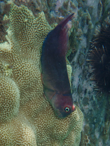 Cirripectes vanderbilti observed 2026-08-26