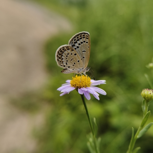 Pale Grass Blue