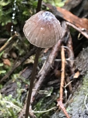 Mycena austrofilopes