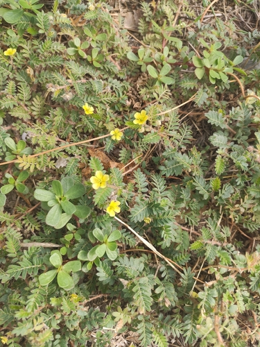 puncture vine