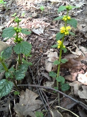 Lamium galeobdolon