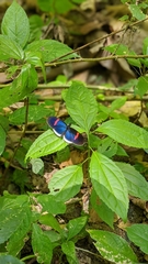 Heliconius erato cyrbia