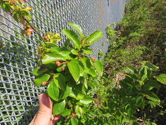 Cotoneaster lucidus