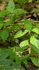 Heliconius erato cyrbia