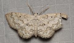 Idaea obfusaria