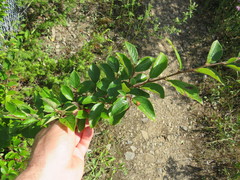 Cotoneaster lucidus