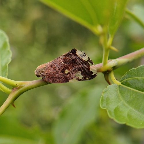 Black planthopper