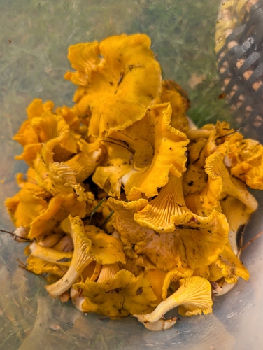 Golden Chanterelle