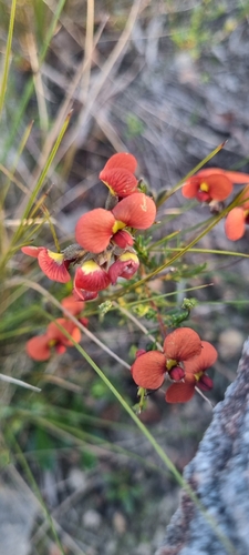 red parrot-pea
