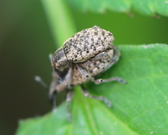 Hypera conmaculata