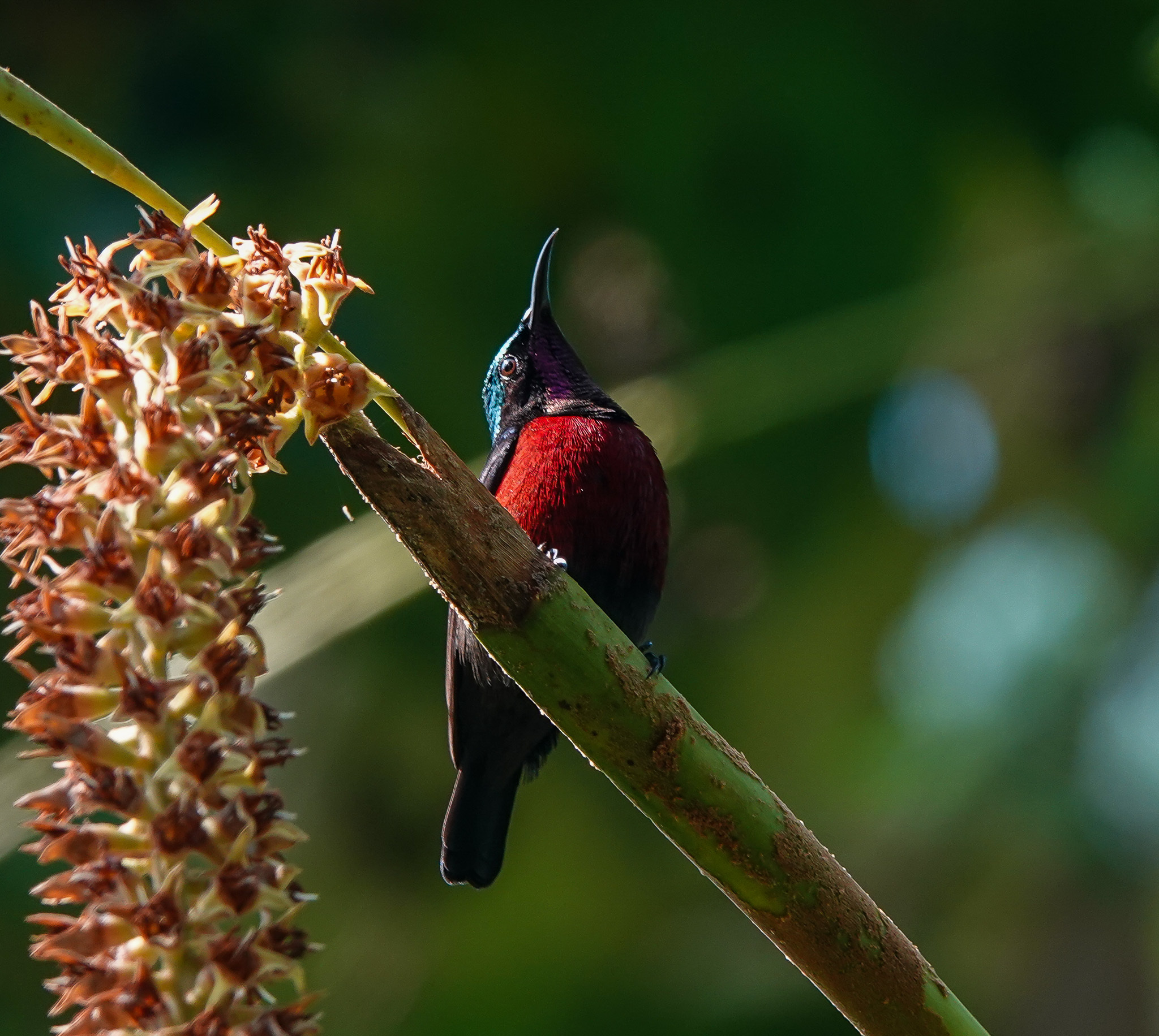 Van Hasselt's Sunbird (Leptocoma brasiliana)