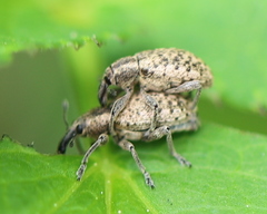 Hypera conmaculata