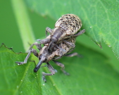 Hypera conmaculata