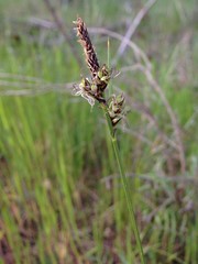 Carex inops inops
