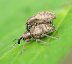 Hypera conmaculata
