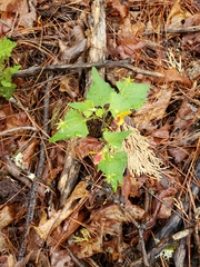 Viola lobata integrifolia