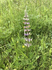 Lupinus oreganus