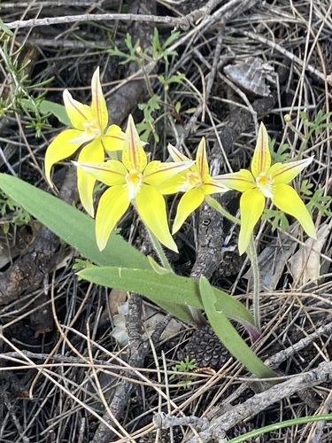 Cowslip Orchid