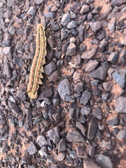 Hyles livornicoides