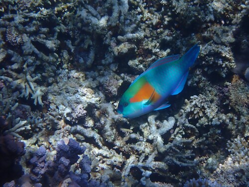 Chlorurus bowersi observed 2026-08-02