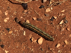 Hyles livornicoides
