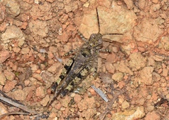Heteropternis
