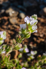 Sidalcea hickmanii anomala