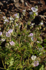 Sidalcea hickmanii anomala