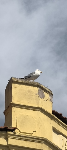 Yellow-legged Gull