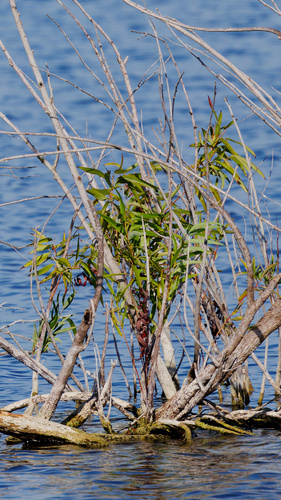 Salix caroliniana, photograph 2