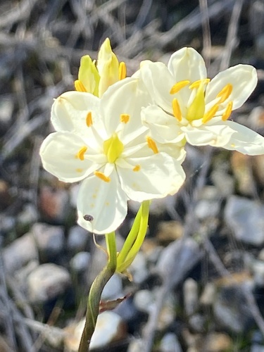 Milkmaids