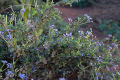 Ceanothus foliosus medius