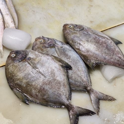 Black Pomfret