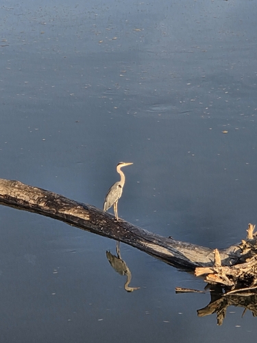 Grey Heron