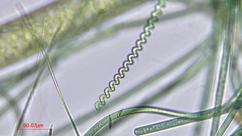 Spirulina observed 2026-08-22