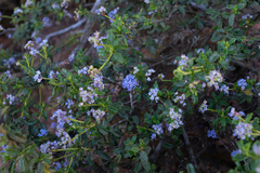 Ceanothus foliosus medius