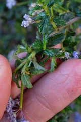 Ceanothus foliosus medius