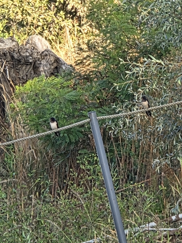 Barn Swallow