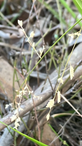 Eragrostis brownii observed 2026-08-30