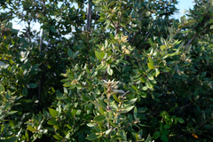 Notholithocarpus densiflorus densiflorus