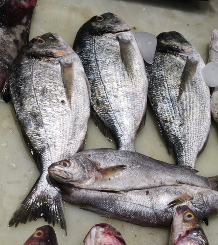 Gilthead Seabream