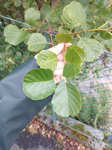 common alder