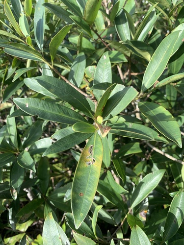 Myrsine seguinii observed 2026-08-30