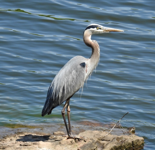 Great Blue Heron photographed in Arkansas