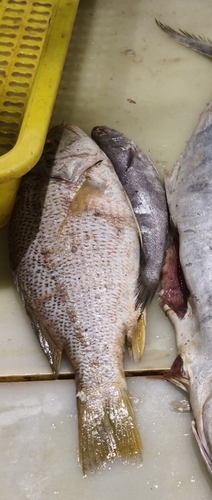 Yellowfin Seabream