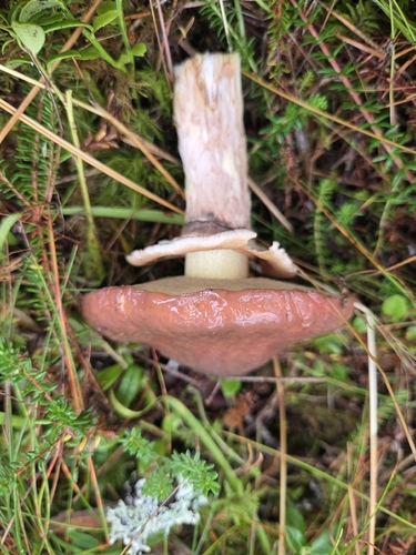 Purple-veiled Slippery Jack