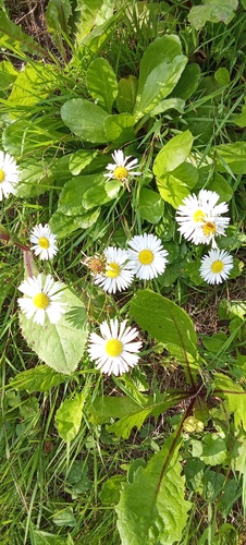 Lawn daisy