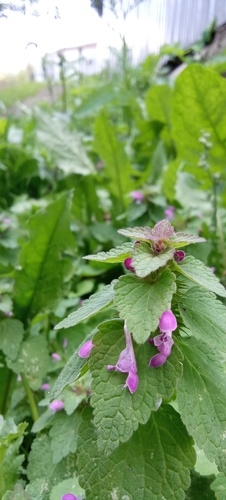red deadnettle