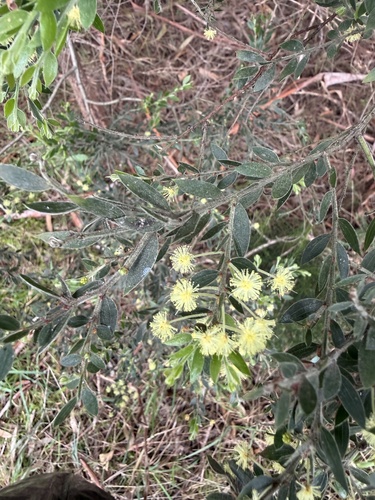sticky wattle
